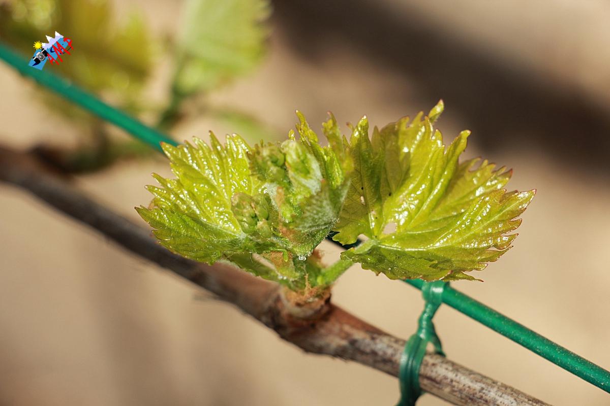 N2014-04_11_IMG_2166-Vigne Cardinal_HG